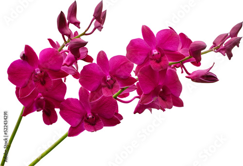 Orchid flower