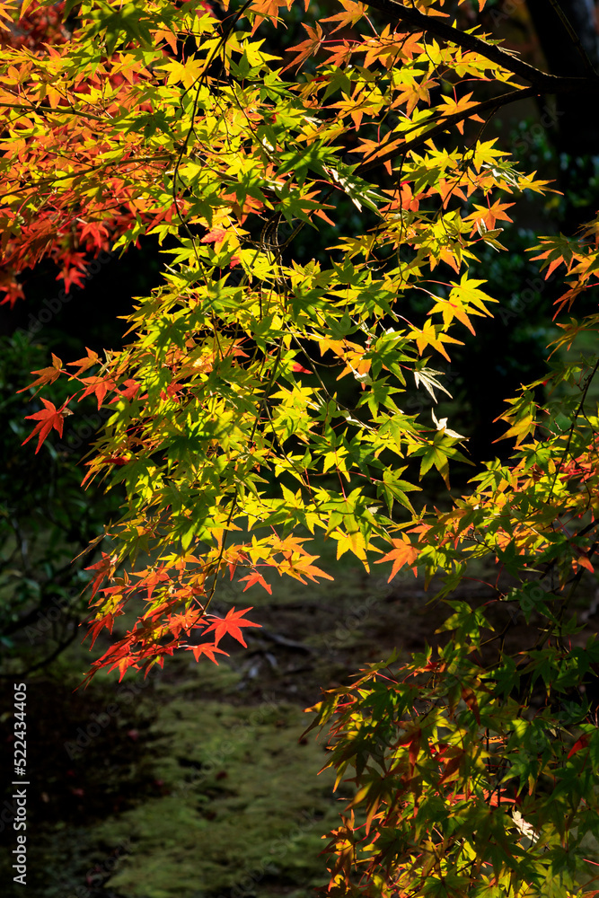 秋の紅葉は日に日に色を変えていきます
Autumn leaves change color day by day