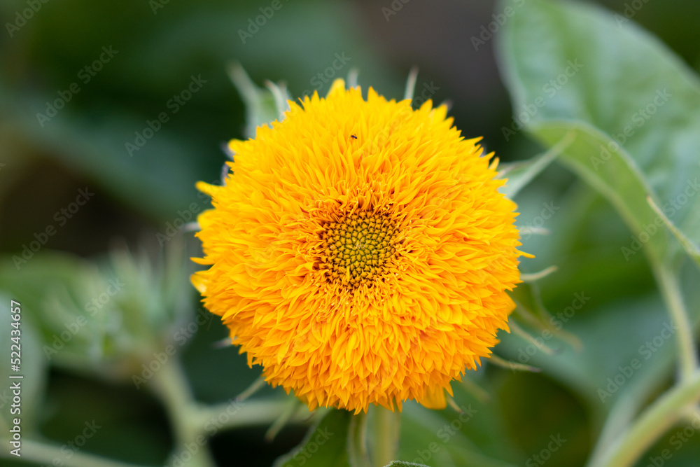 sunflower thousand petals sunflower yellow petals sunflower thousand petals sunflower yellow petals