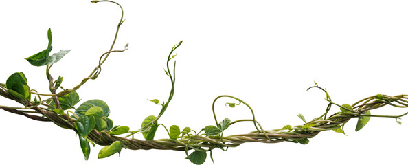 Vine plant, green leaves