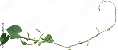 Vine plant, green leaves