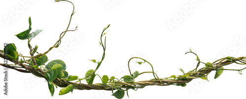 Obraz na plátně Vine plant, green leaves