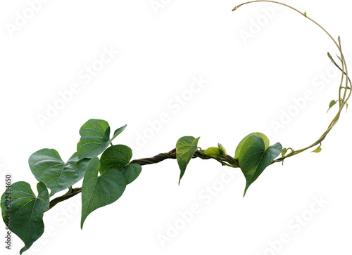 Fotobehang Vine plant, green leaves