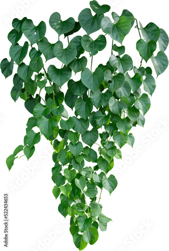 Vine plant, green leaves