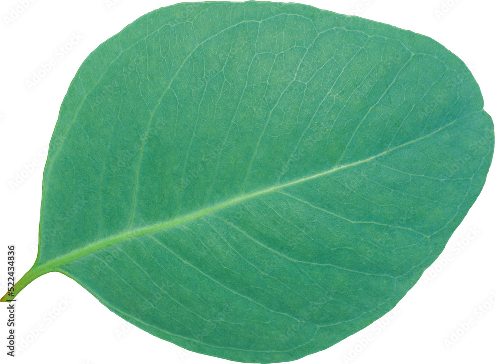 Obraz premium eucalyptus leaf