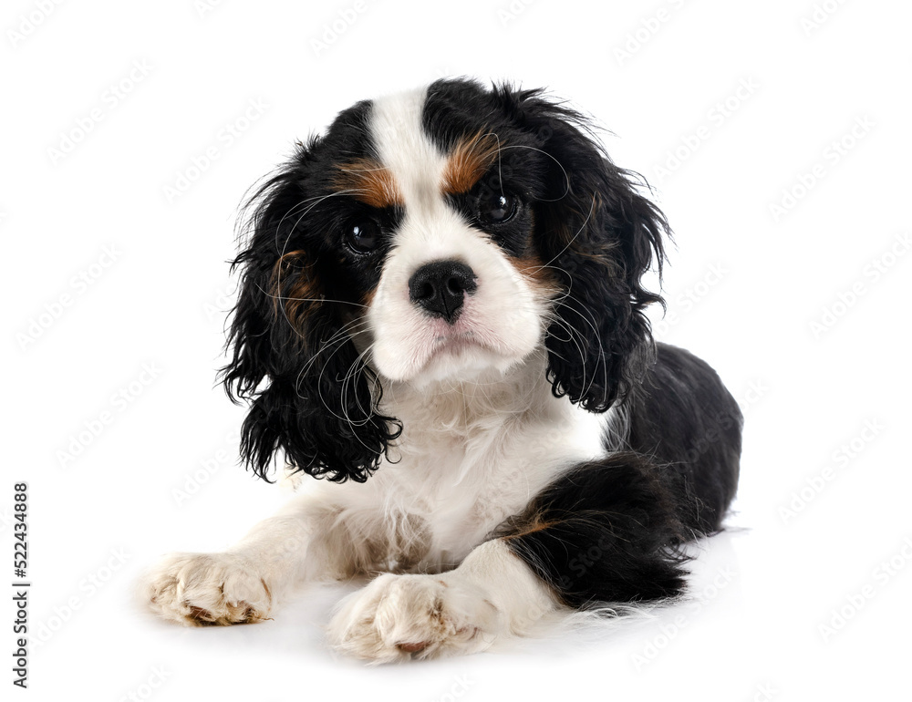 puppy cavalier king charles