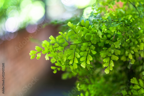 Green leaves of Wire fern in sunlight photo