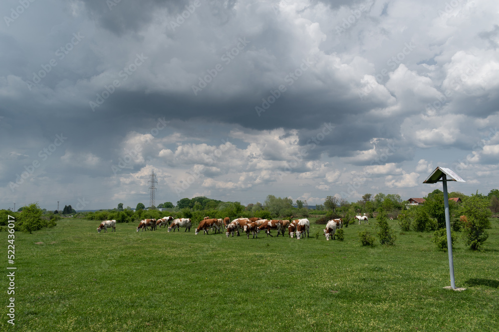 Fototapeta premium Cattle herd graze in pasture with dramatic storm cloud, domestic animal in free range farming on rainy day