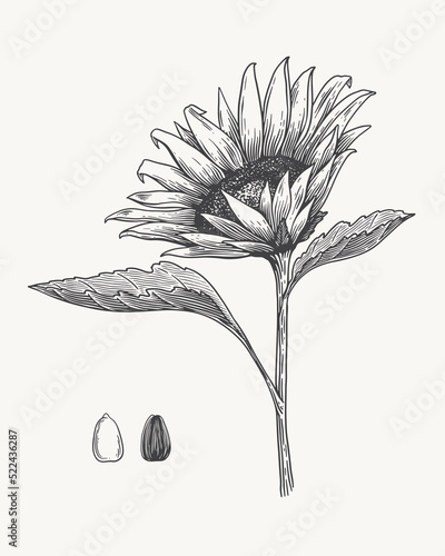 Hand-drawn sunflower and its seeds. Garden and horticultural plant in engraving style. Оrganic food. Design element for markets, books, packaging. Botanical illustrations on isolated background.