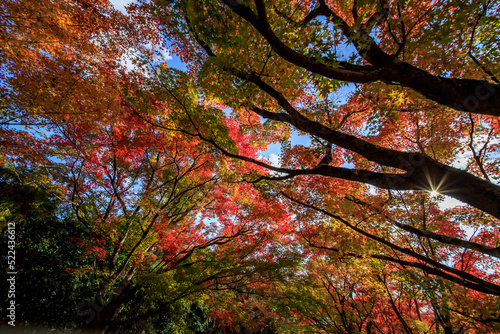 京都のもみじの木は古いので紅葉が見事です
The maple trees in Kyoto are old, so the autumn leaves are wonderful.