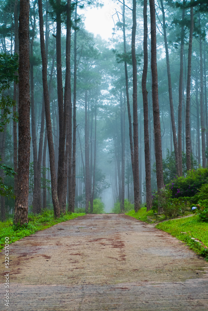 Beautiful Road Through in Pine green forest with fog,Tropical rainforest. Beautiful Road Through in Pine green forest with fog,Tropical rainforest.