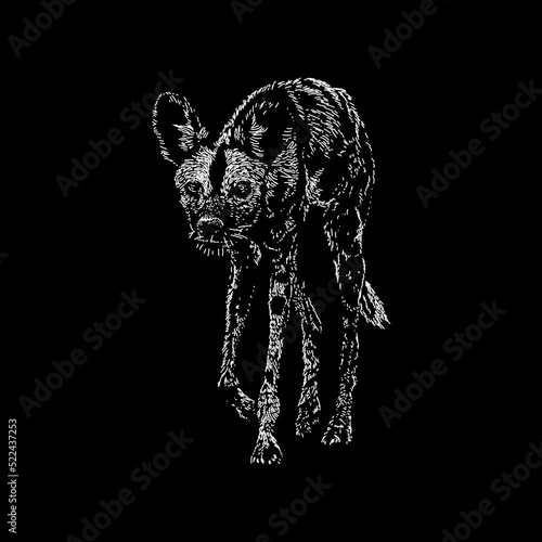 African Wild Dog hand drawing vector illustration isolated on black background