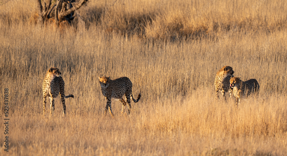 Guépard, cheetah, Acinonyx jubatus, Parc national Kruger, Afrique du Sud Guépard, cheetah, Acinonyx jubatus, Parc national Kruger, Afrique du Sud