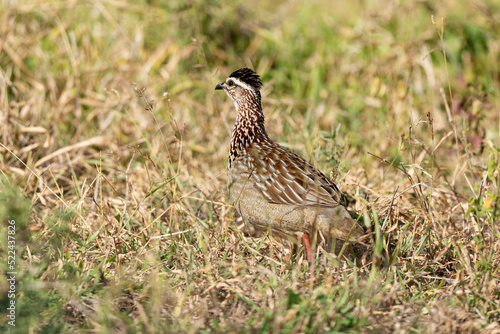 Wallpaper Mural Francolin à crête,.Ortygornis sephaena, Francolin huppé Torontodigital.ca