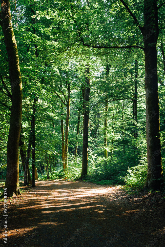 Obraz premium Un chemin dans une forêt. Un sentier dans les bois. Une route au milieu des bois. Une forêt en France. Une forêt en été.