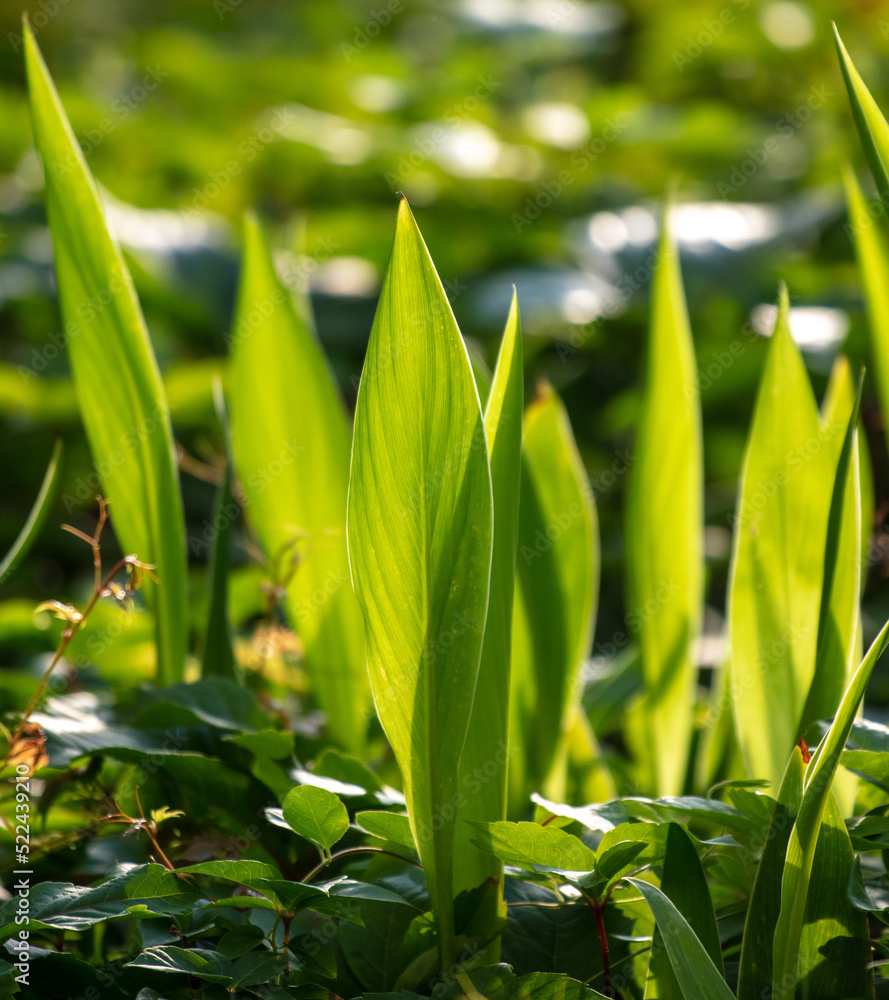 Fototapeta premium Large green grassy leaves in nature.