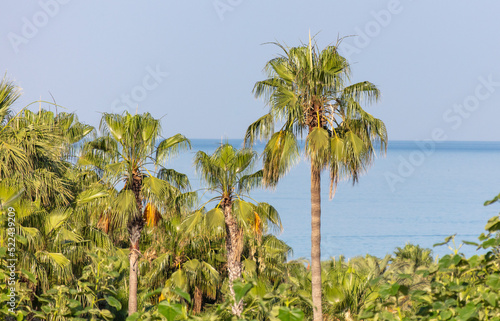 Big palm trees by the sea.