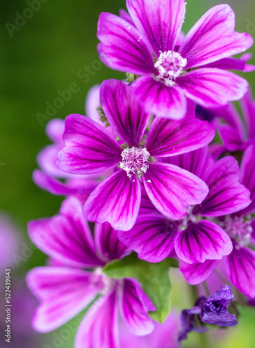 Beautiful purple flowers in the park.