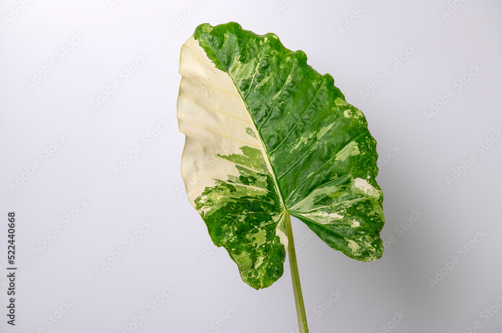 Alocasia macrorrhizos on a white background Stock Photo | Adobe Stock