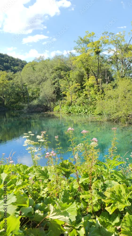 Wildflowers in Front of a Turquoise Lake and Blue Sky in Sunny Plitvice Lakes National Park Vertical Video Wildflowers in Front of a Turquoise Lake and Blue Sky in Sunny Plitvice Lakes National Park Vertical Video