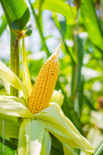 fresh corn on the stalk in a field, yellow corn, sweet corn