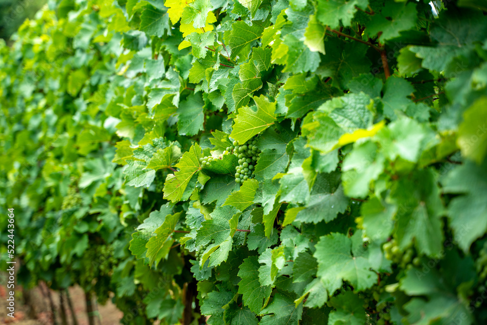 Fototapeta premium Green grapes in vineyard