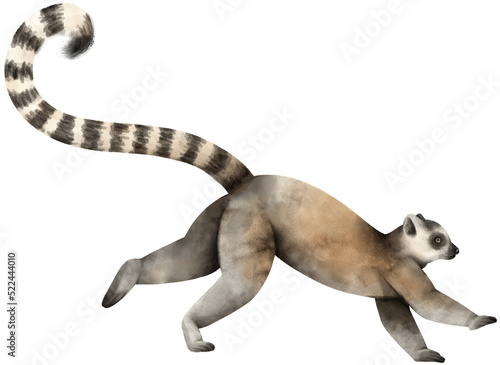 Fototapeta Naklejka Na Ścianę i Meble -  Lemur wildlife animal Watercolor