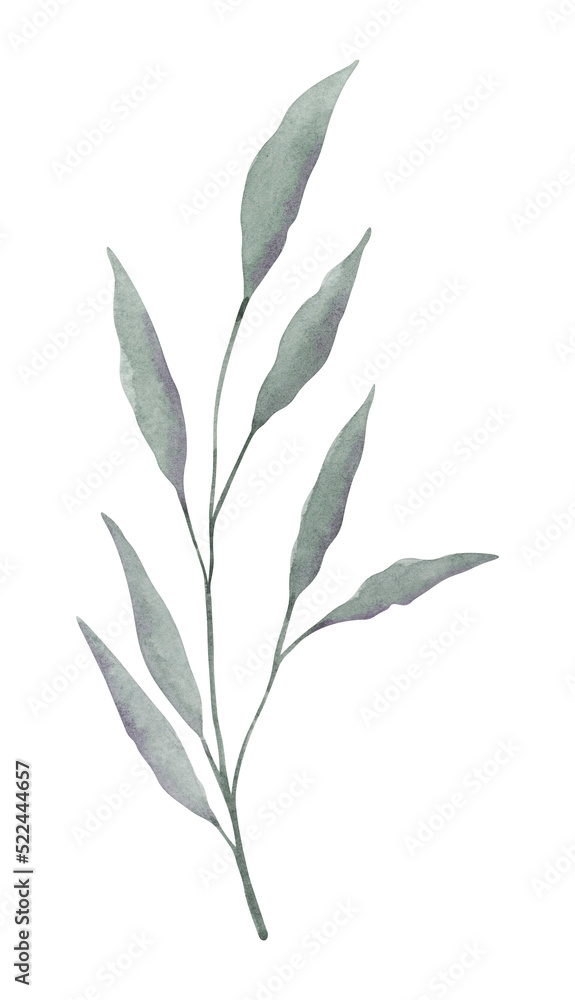 Foliage watercolor hand drawn illustration. Botanical clipart element isolated on white background. Foliage watercolor hand drawn illustration. Botanical clipart element isolated on white background.