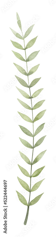 Foliage watercolor hand drawn illustration. Botanical clipart element isolated on white background. Foliage watercolor hand drawn illustration. Botanical clipart element isolated on white background.