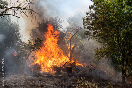 Feu de broussaille