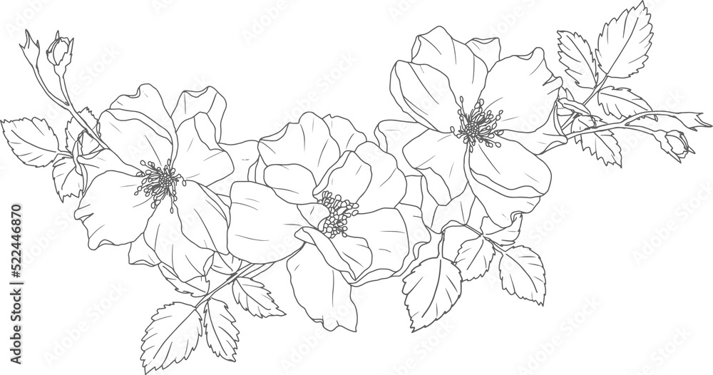 doodle line art rose flower bouquet elements