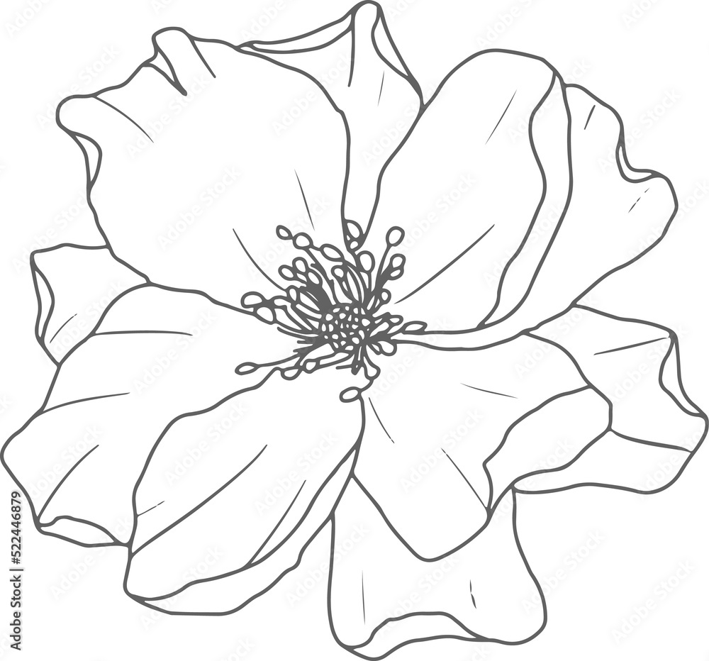 doodle line art rose flower bouquet elements doodle line art rose flower bouquet elements