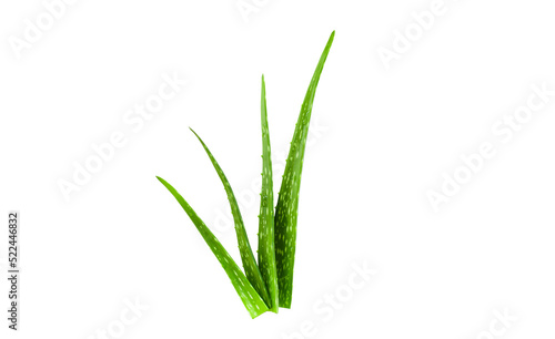Aloe leaf and water droplets on leaves isolated on white background.