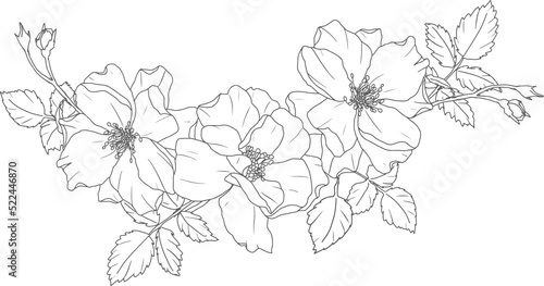 doodle line art rose flower bouquet elements
