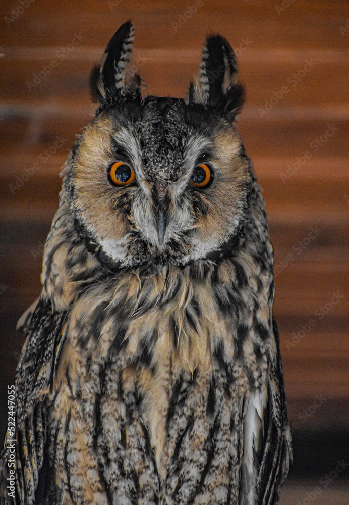 Fototapeta premium great horned owl