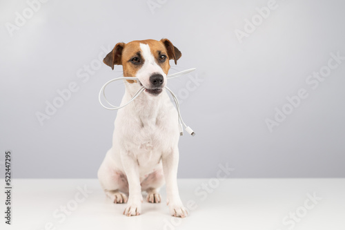 Jack russell terrier dog holding a type c cable in his teeth on a white background. Copy space.  © Михаил Решетников