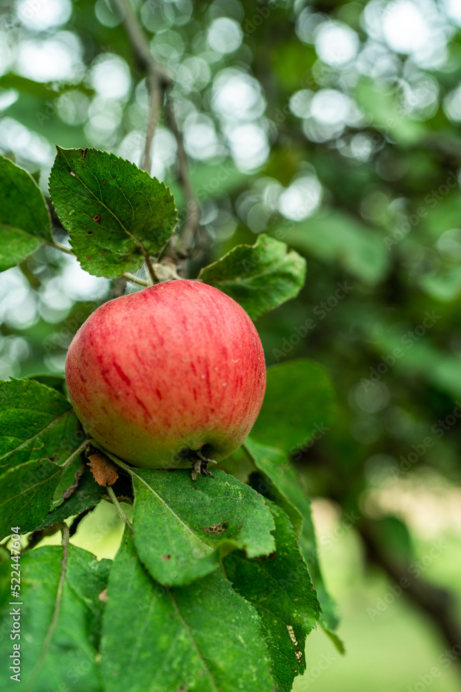 Red apple fruit on tree in orchard, organic produce Red apple fruit on tree in orchard, organic produce