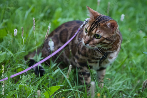Bengal domestic cat on a walk in a collar and on a leash