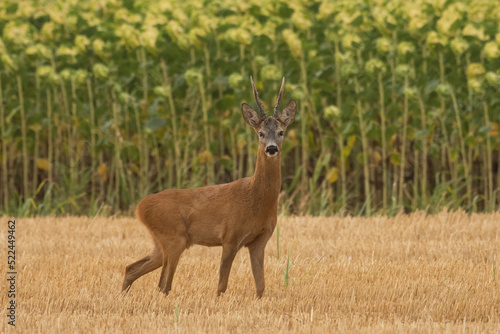 A beautiful roe deer in the field © predrag1