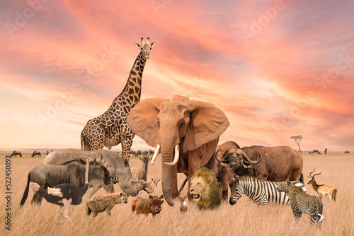 Photography Group of safari African wild animals stand together in savanna grassland with ba