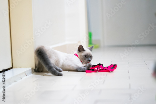 british shorthair cat with pink collar photo