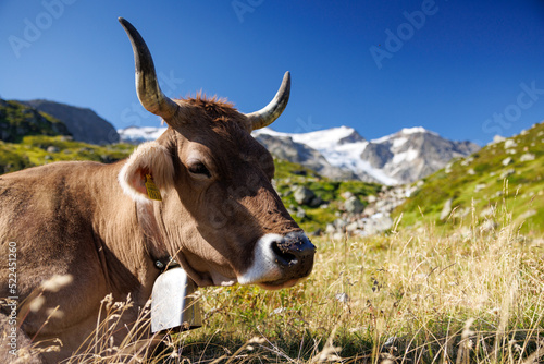 brown swiss cow on an alpine meadow in front of a glacier on Sustenpass