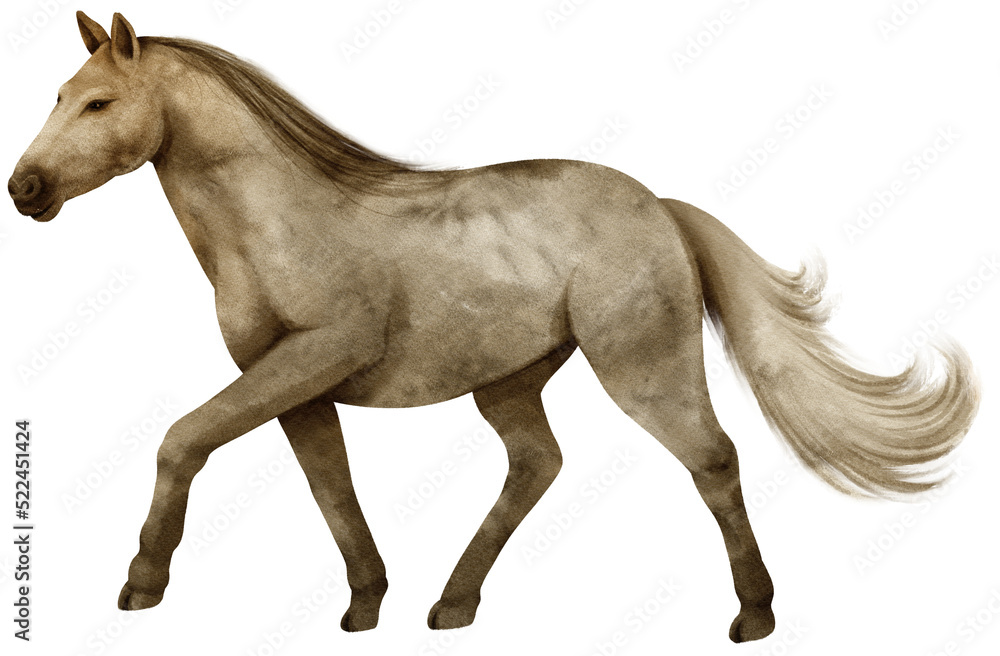 Horse watercolor illustration