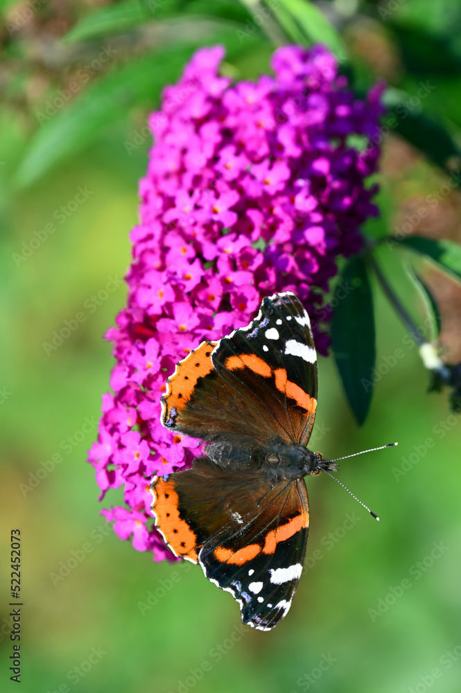 Butterfly sits on a flower in the garden in the courtyard of the house Butterfly sits on a flower in the garden in the courtyard of the house