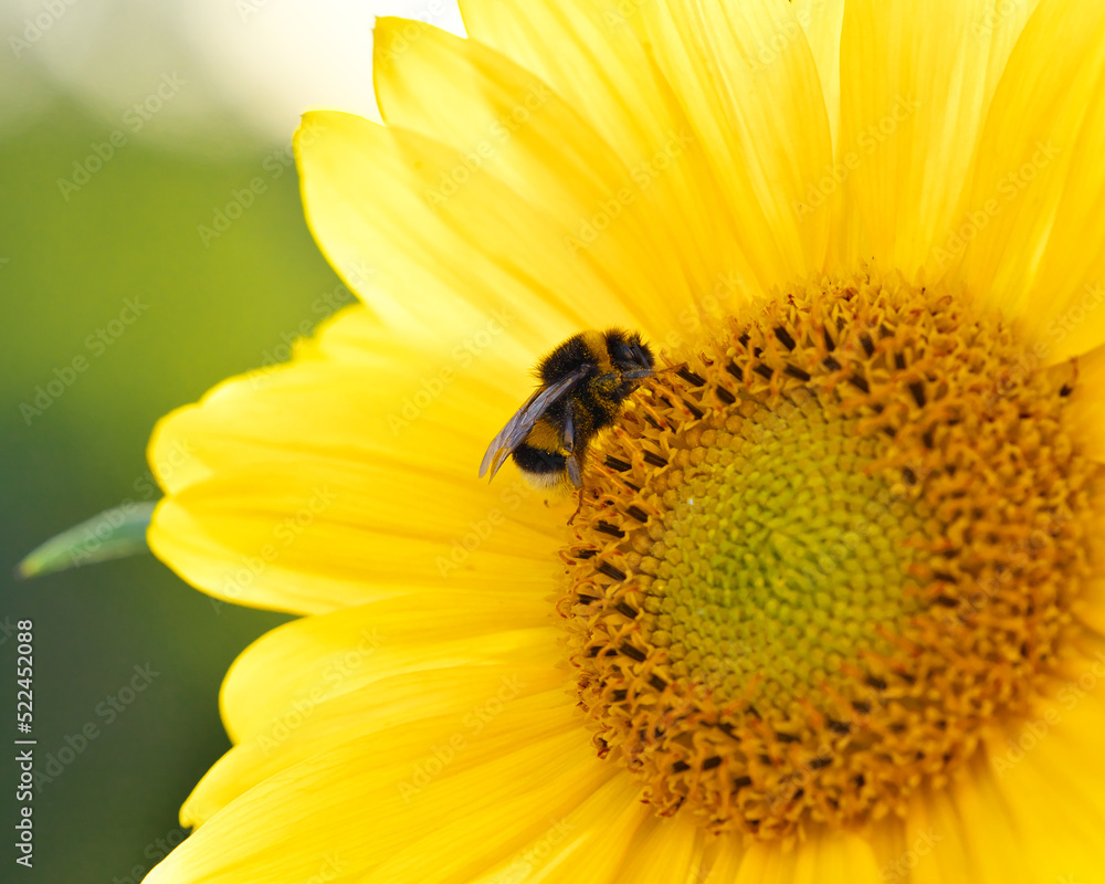 A bumblebee collects nectar on a sunflower. Selective focus. A bumblebee collects nectar on a sunflower. Selective focus.