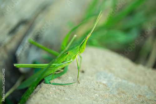 locusts，a kind of orthoptera insects © yilu