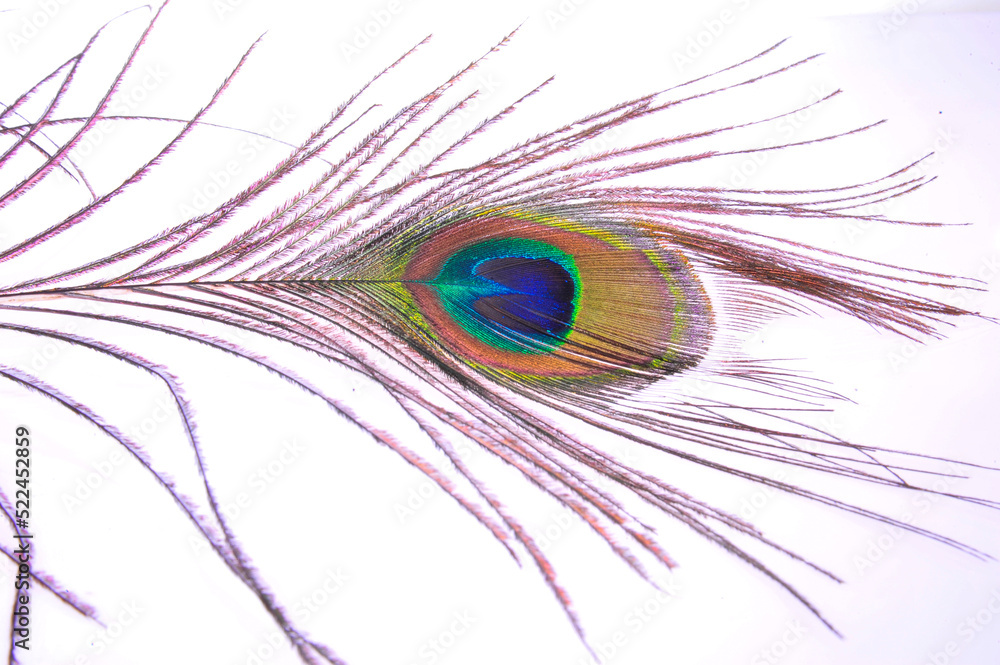 Obraz premium Peacock feathers on a white background