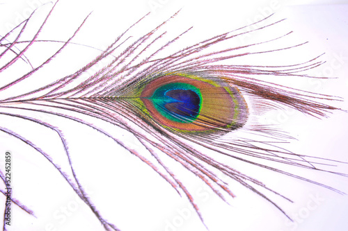 Peacock feathers on a white background