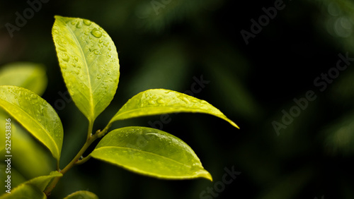 close up of a green leaf