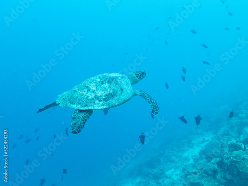 Big green turtle swimming in the depths of the Indian ocean, Maldive islands.